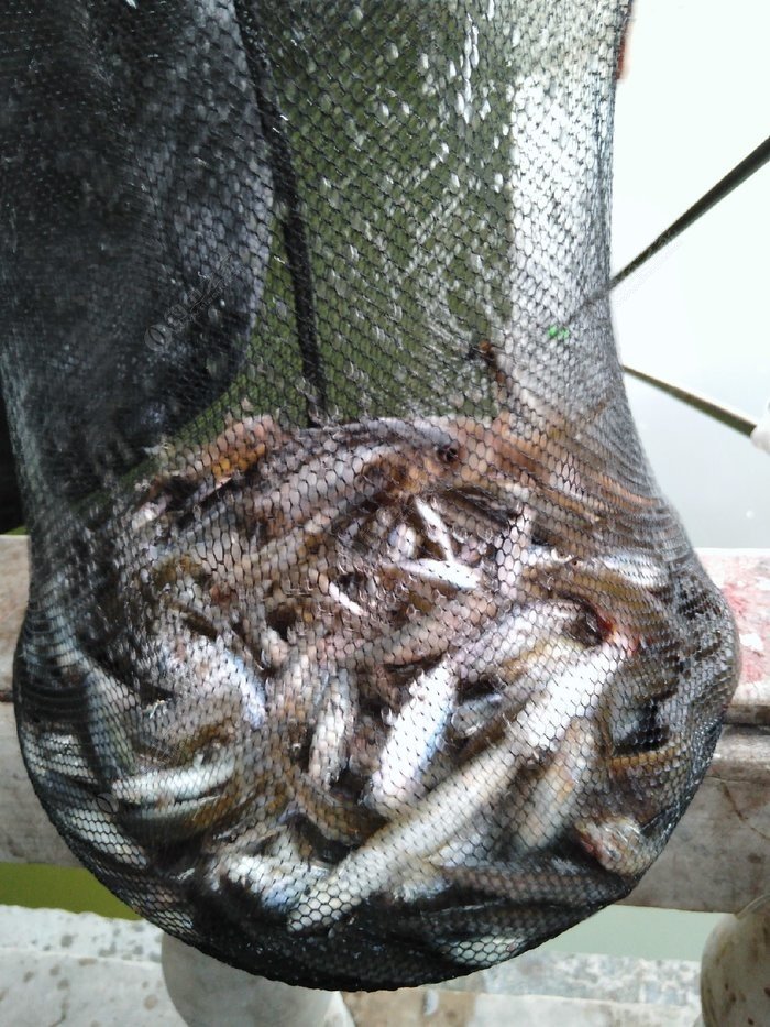 掌握这四大钓鱼技巧你也是高手,掌握这几点小窍门