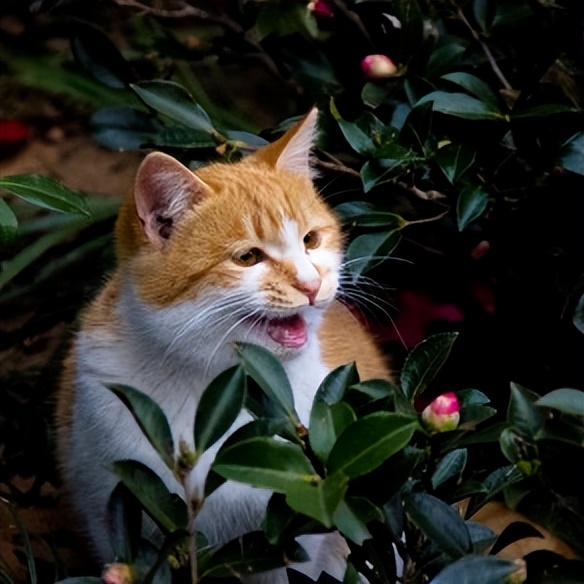 猫咪半夜老是叫还咬人,猫咪半夜爱拉屎吗