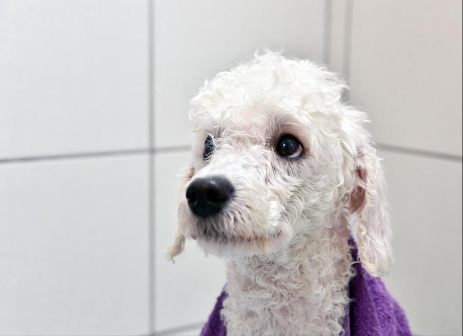 泰迪洗澡十大禁忌,注意泰迪犬洗澡7大误区劝你别犯