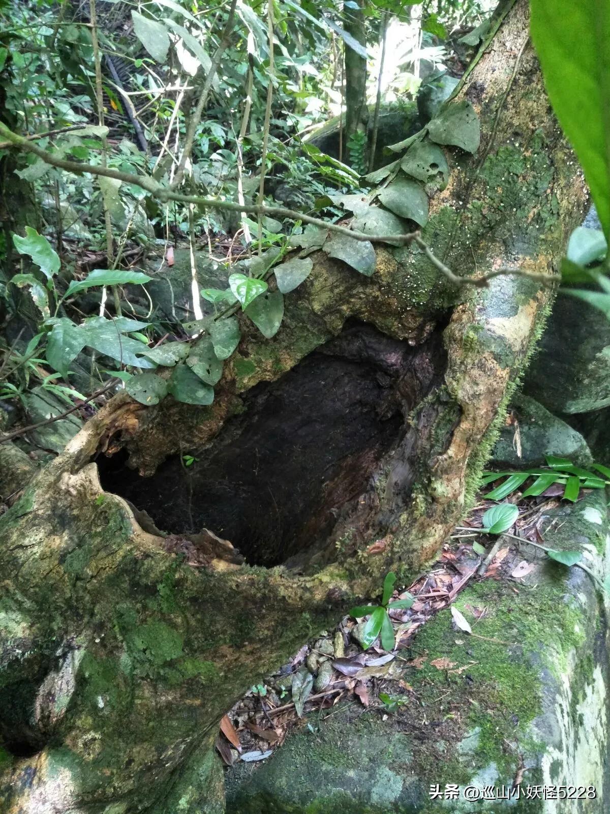 海口金牛岭的传说故事,三亚凤凰岭的传说和故事