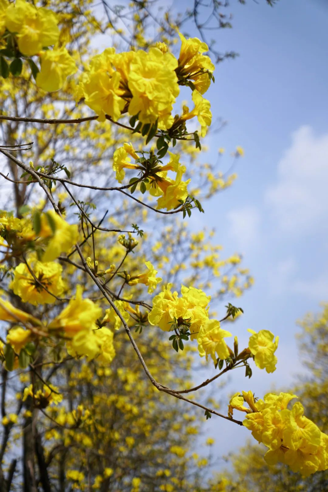 提前盛开！成都市区这个被偏爱的宝藏地又上新，即将刷爆全网