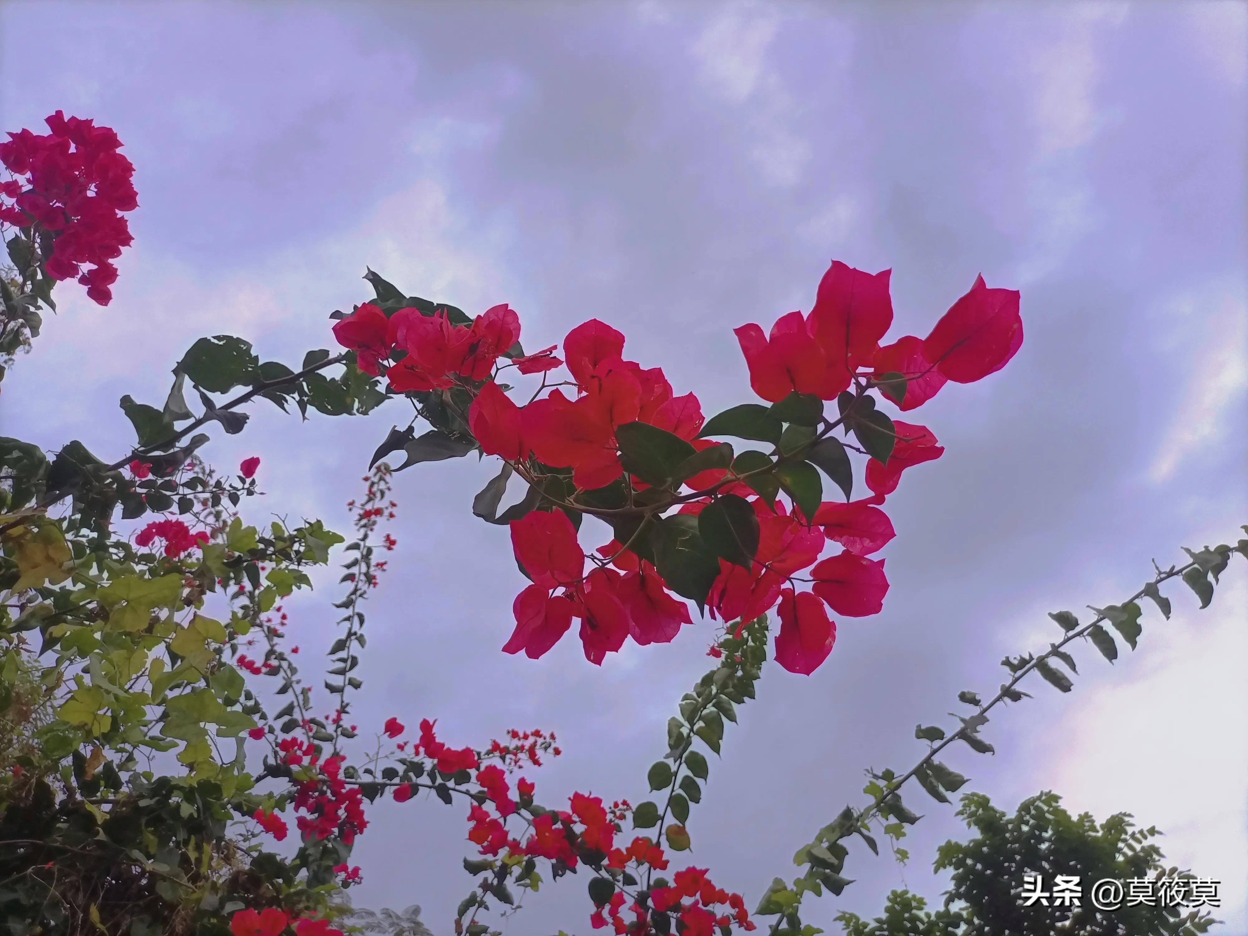 贵州省的省花叫什么名,贵州各个县的县花