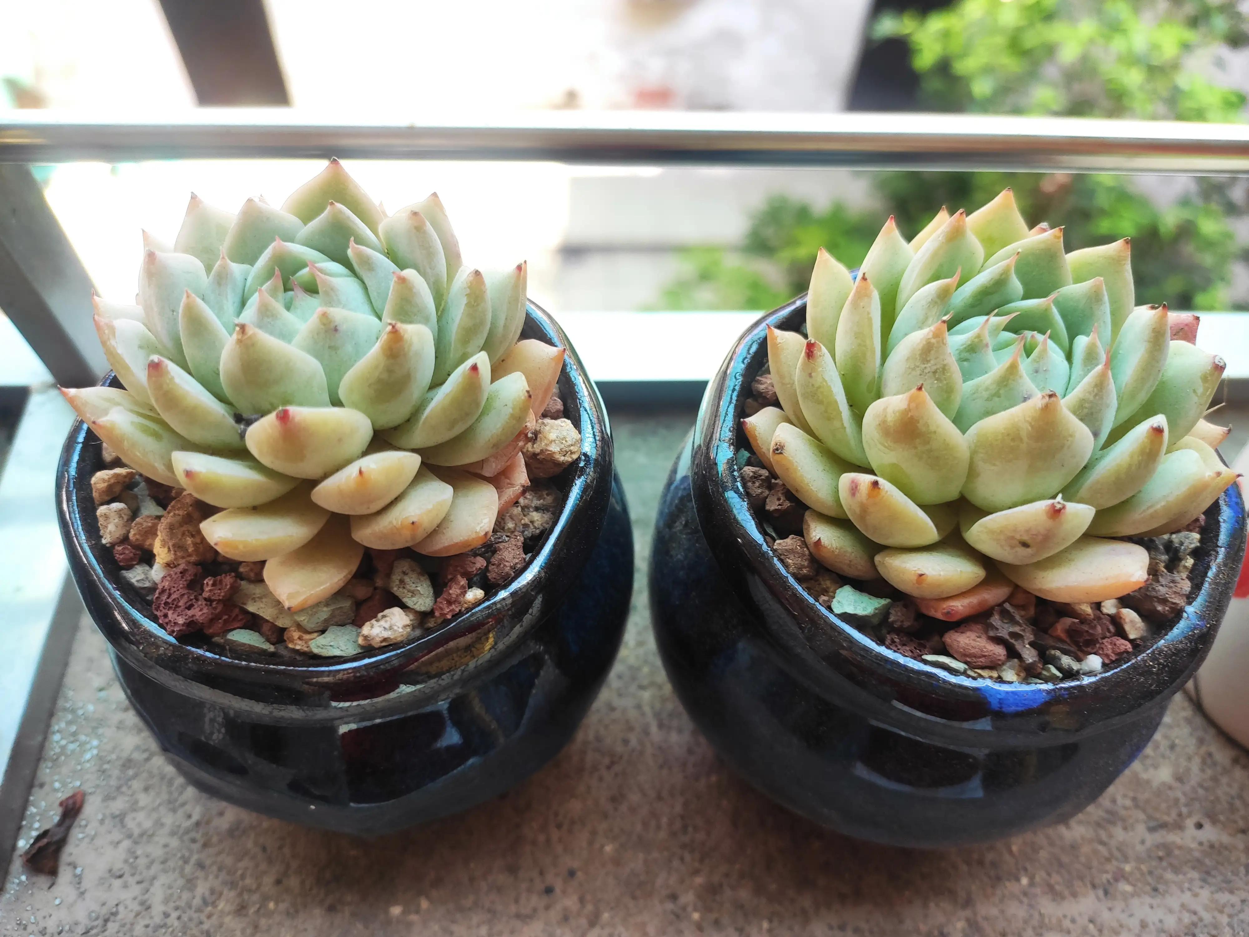 可爱的小猫,可爱的小精灵幼儿舞蹈完整版