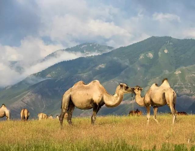 这条惊艳奇绝的公路,行走在天山脊梁上的最美景观公路