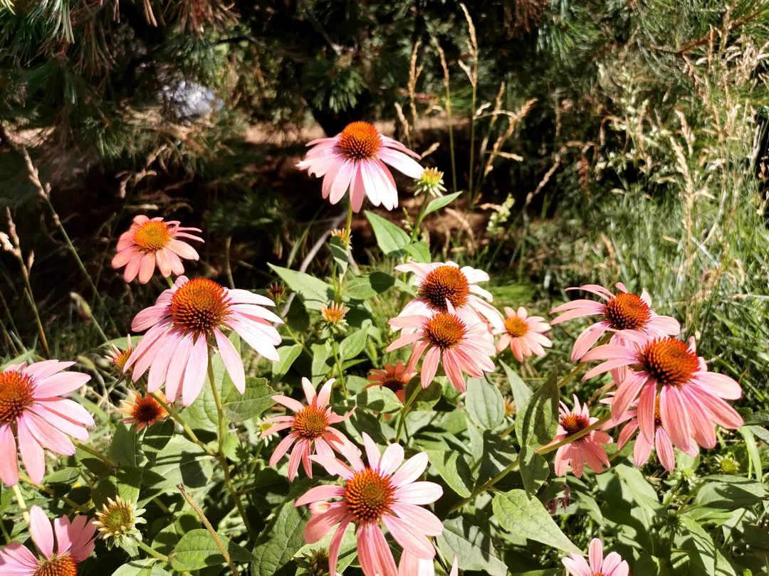 仲夏孟夏,仲夏孟夏是什么