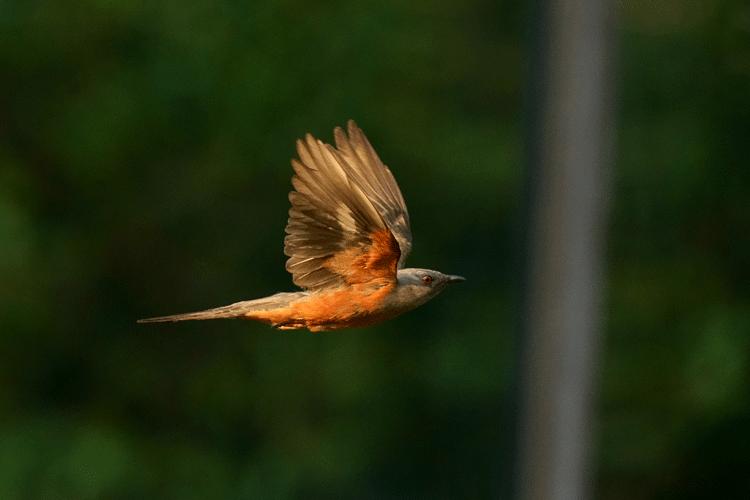 赏城中美景，品厦门味道。城市中心C位酒店，毗邻植物园、中山路