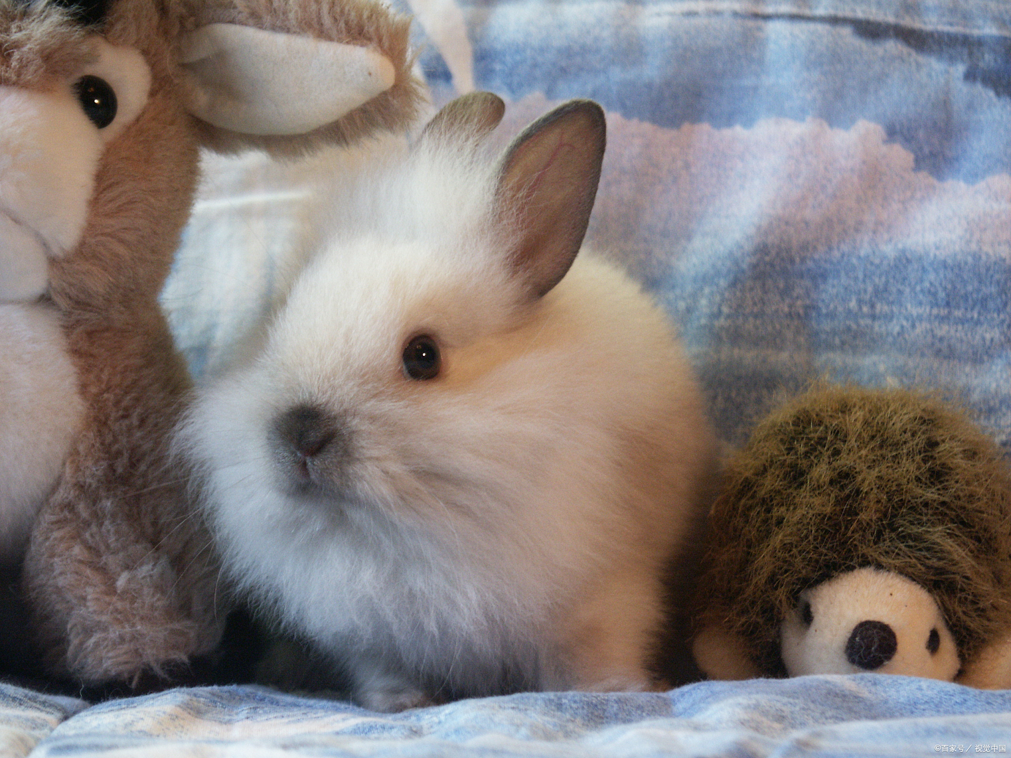 兔子不能洗澡怎么回事,兔子不能洗澡用什么清理