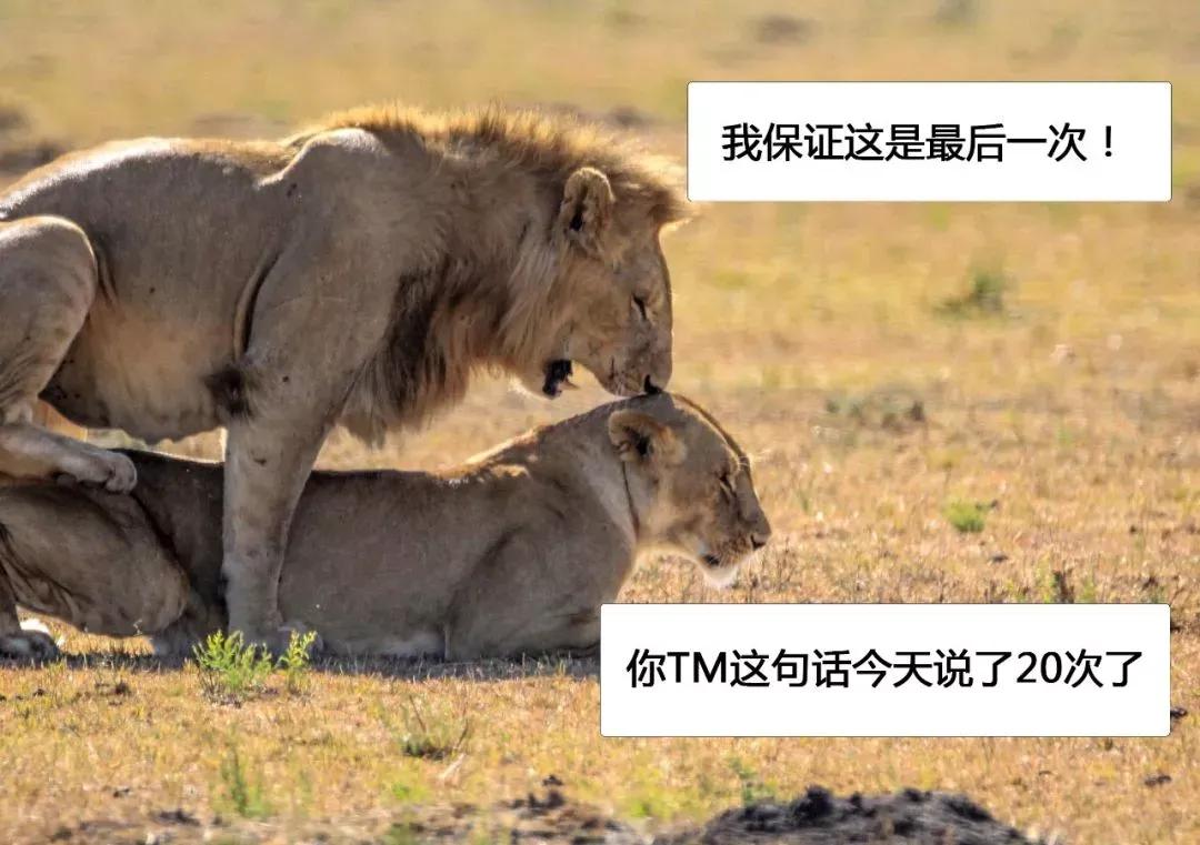 动物交，配时间表，最短0.3秒，最长的竟然是……