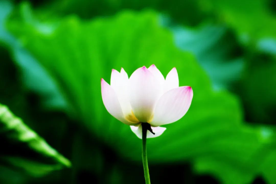 林深时见鹿溪午不闻钟李白,盘点李白最温柔的诗词