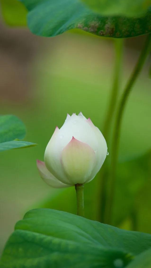 漂亮美丽的荷花壁纸,雨中荷花壁纸荣盛城