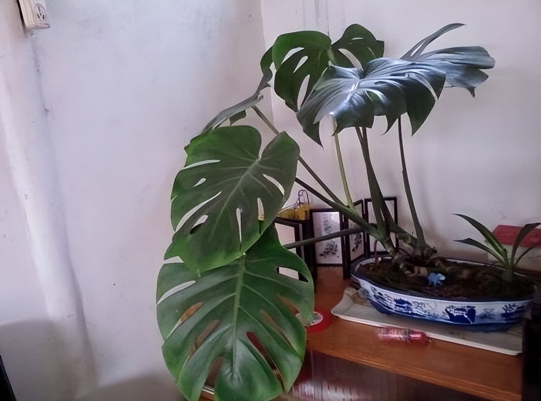 适合家养吸甲醛的绿植,适合家庭种植的除甲醛植物