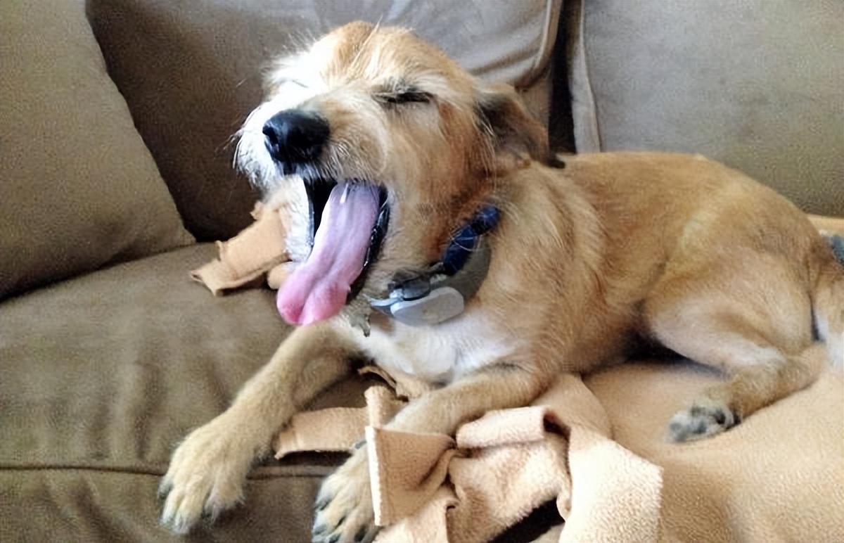 狗狗口臭的原因及治疗方法,导致狗狗口臭的原因