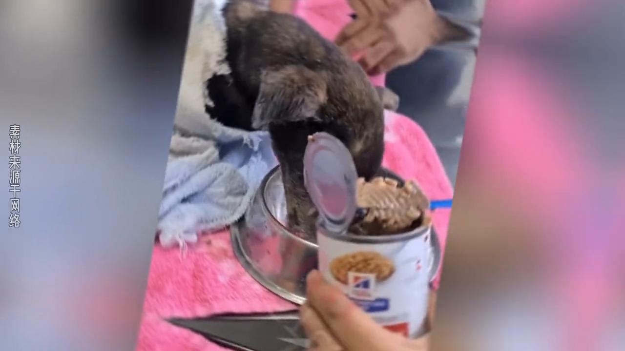 狗狗被主人打得死去活来,狗狗被主人打然后跳坑