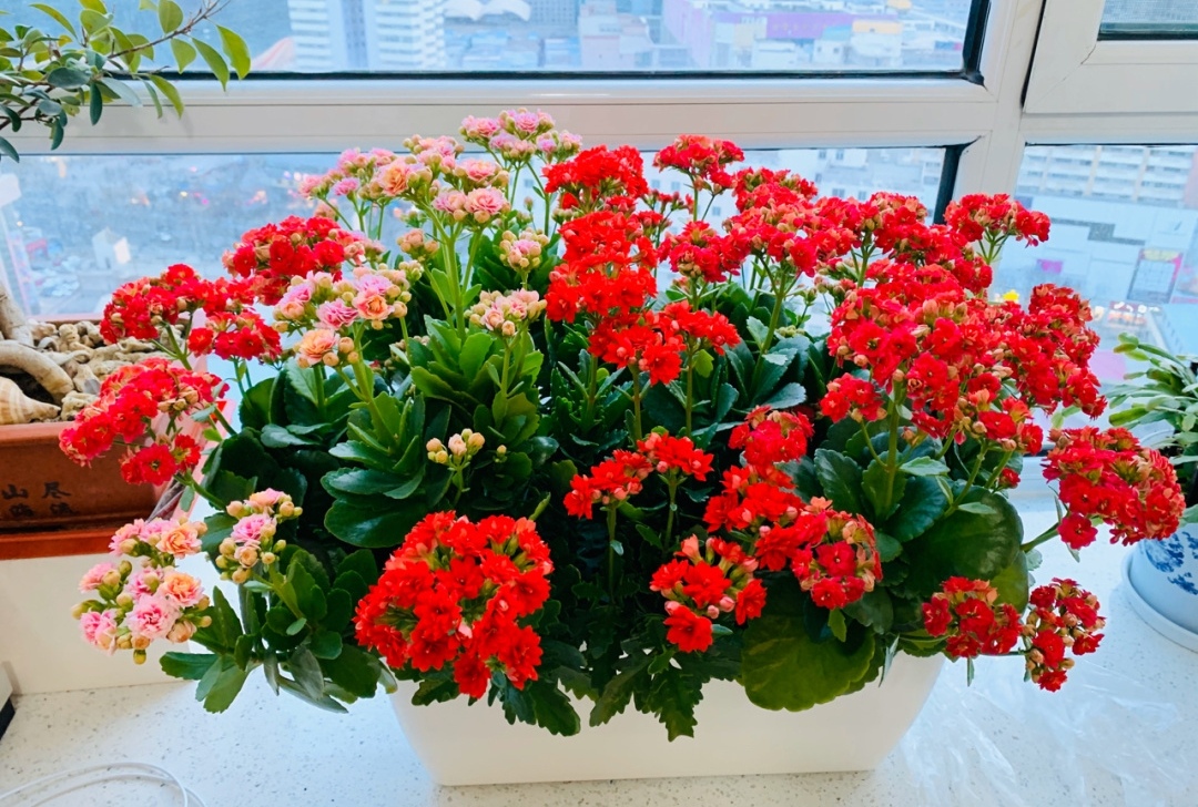 十种适合春节养的花,春节养什么花开花最好看