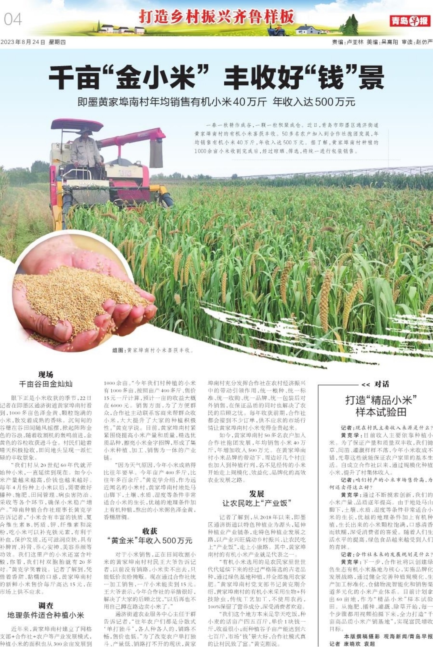 山东济南南山千亩金小米喜获丰收,百亩富硒小米喜获丰收