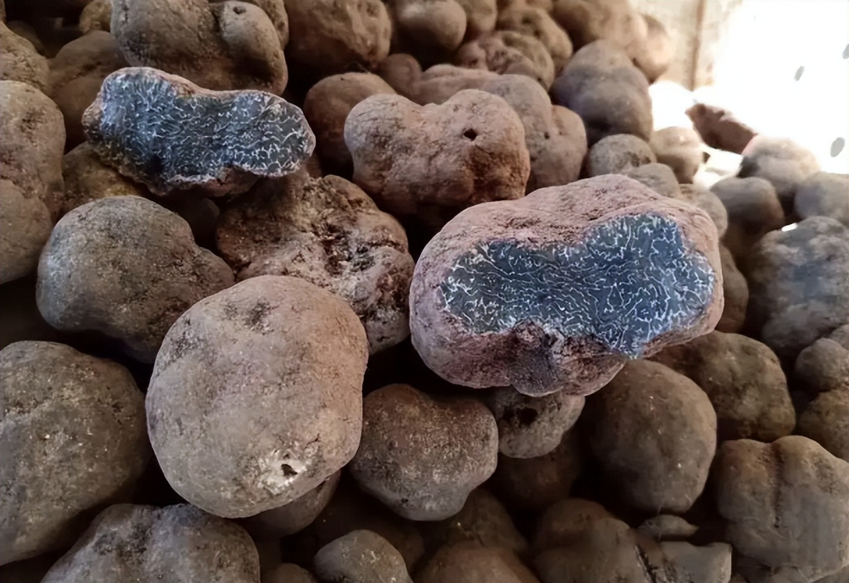 以前猪吃的菜叫什么,松露是顶级食物吗