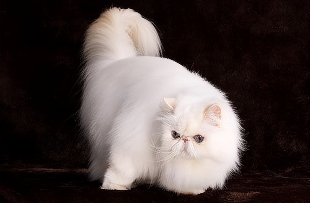 常见的18种宠物猫,常见的18种宠物猫性格