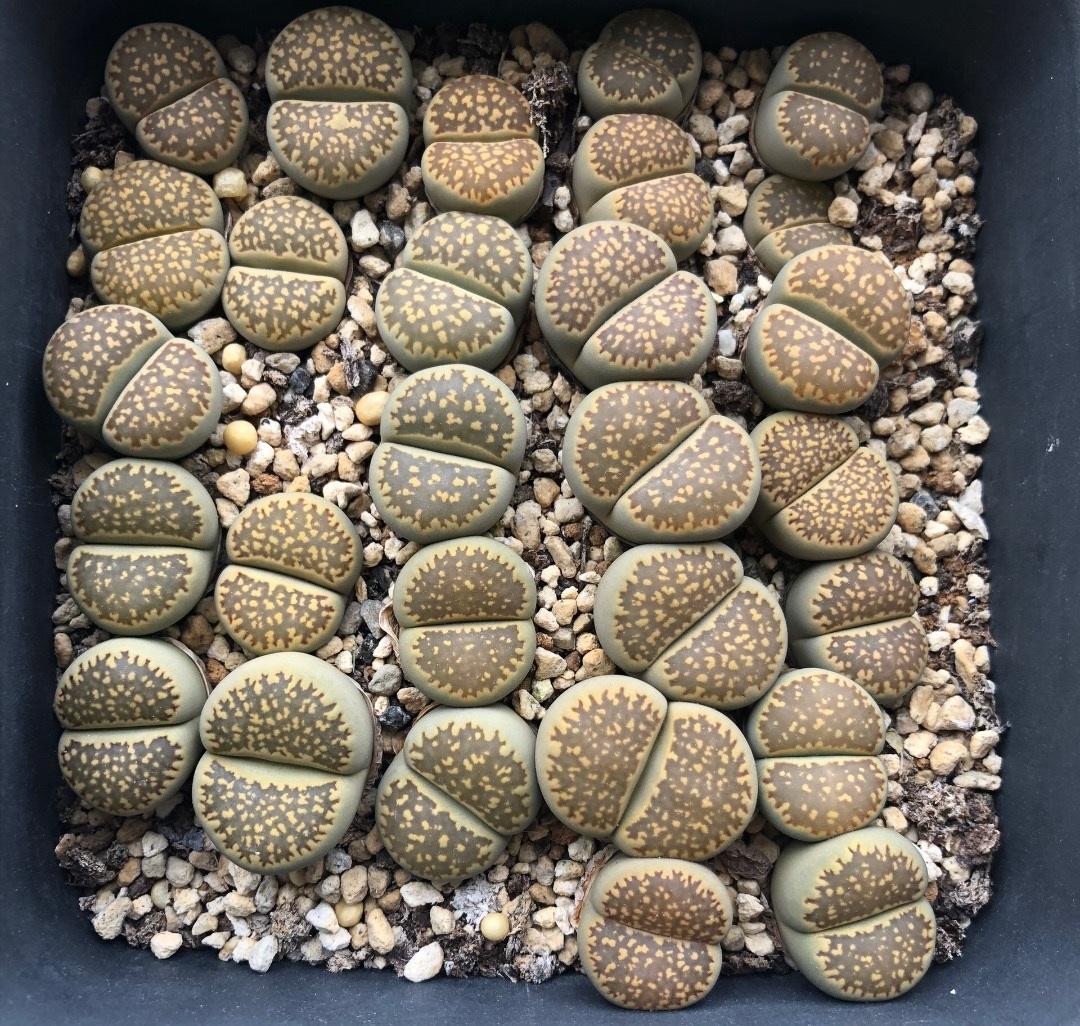 多肉生石花中间长出小芽怎样办,多肉生石花用纯颗粒土控养怎么样