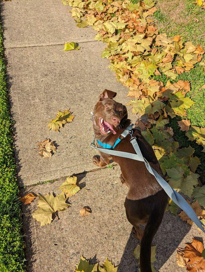 十种非常反骨的狗,狗狗反骨是什么原因