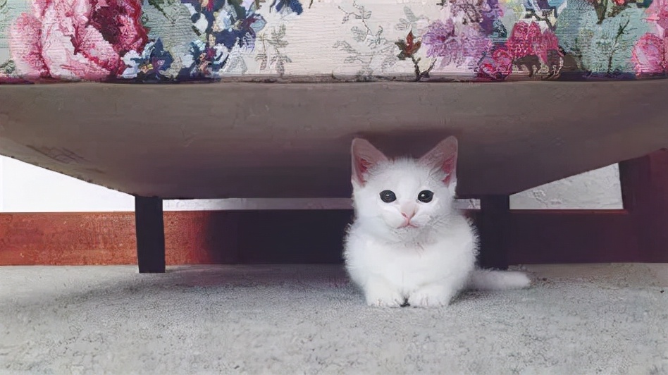 猫咪胆小怕人怎么训练,猫咪特别怕陌生人怎么改正