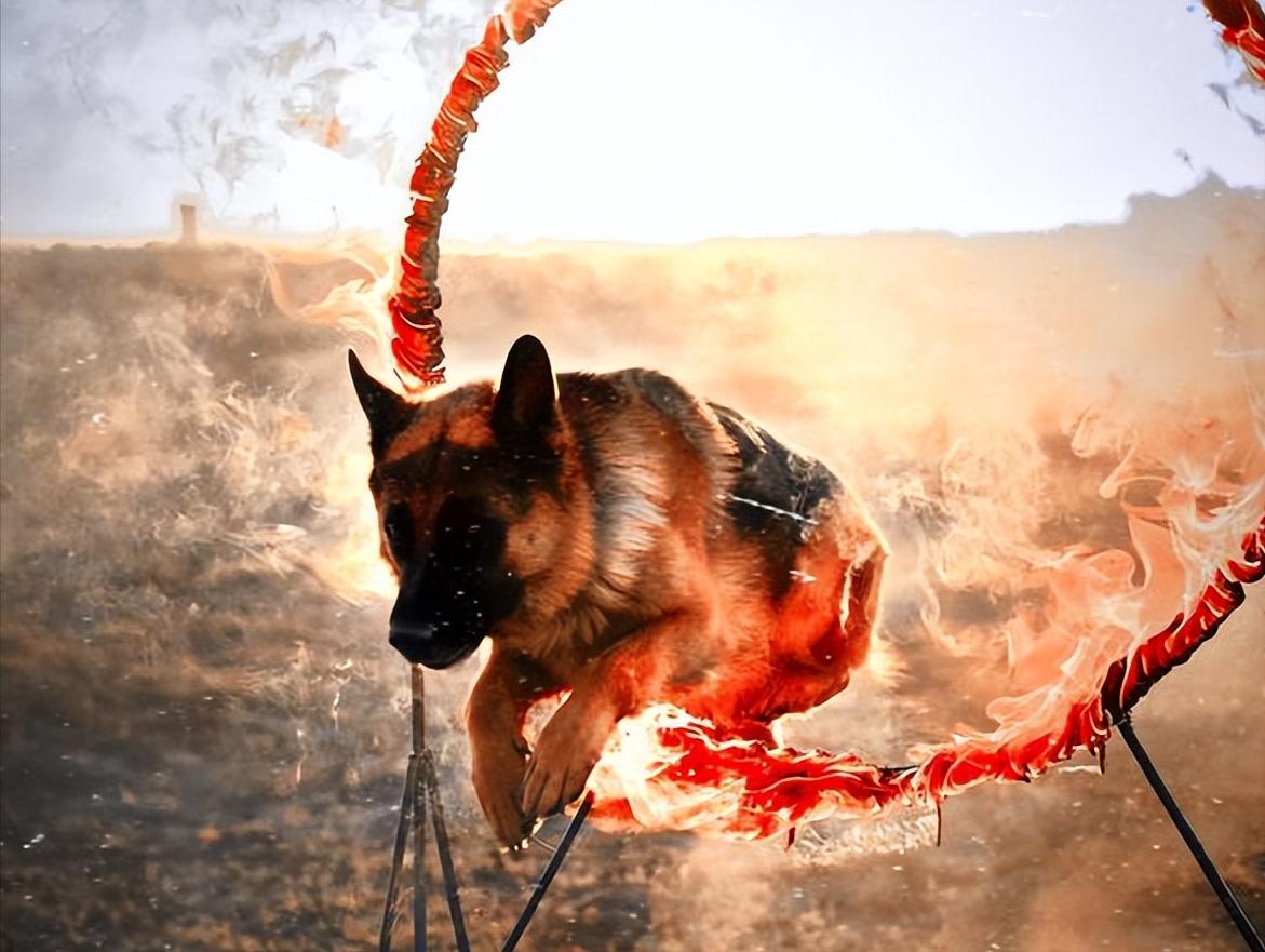 为什么太聪明的狗不适合当警犬,警犬的训犬员能自己挑选犬吗