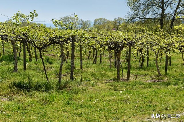 今年猕猴桃树冻害哪个省严重,猕猴桃如何防霜防寒