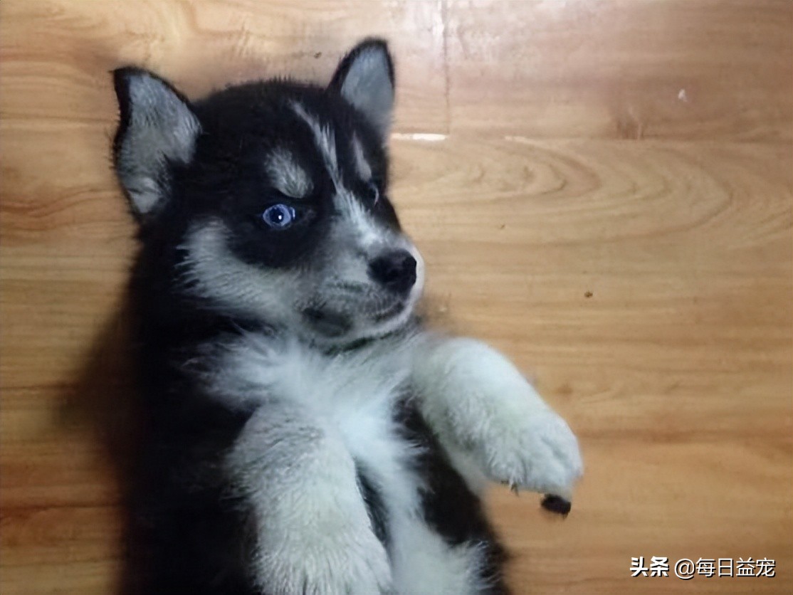 男子800块买二哈，问纯不纯？网友神回复：纯到非洲去了