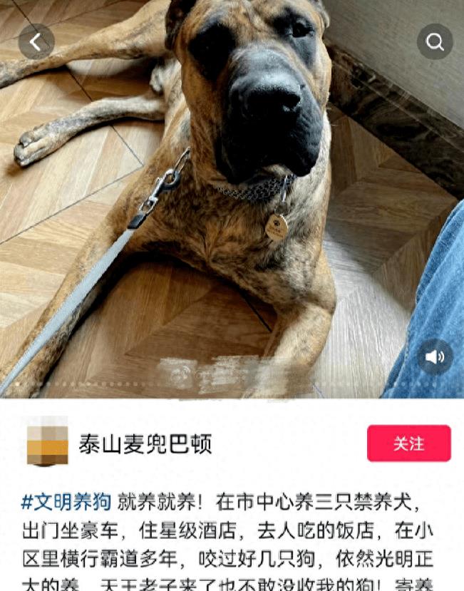 金毛狗狗三兄弟,狗狗三兄弟