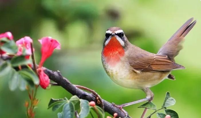 画眉鸟中国四大名鸟之一,四大名鸟绣眼是哪个品种
