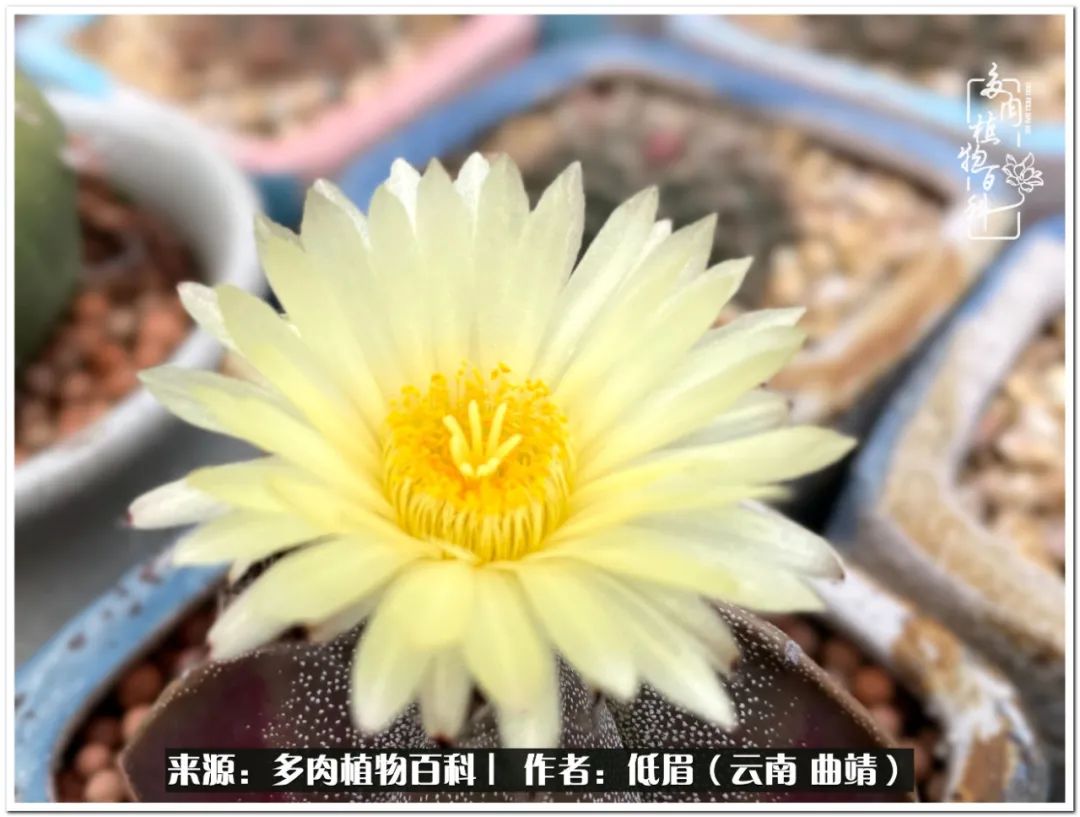 养了七年多肉,养了八年的肉肉终于开花了