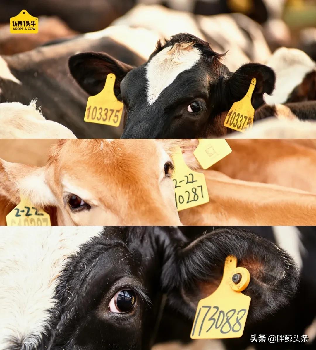 认养一头牛如何干翻蒙牛伊利,认养一头牛试喝奶粉