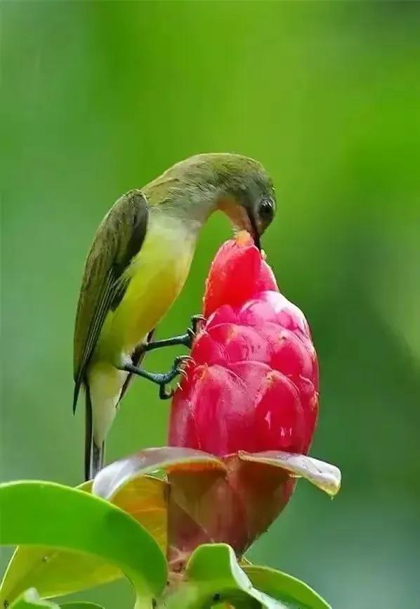 奇怪的小鸟视频,稀奇古怪的鸟