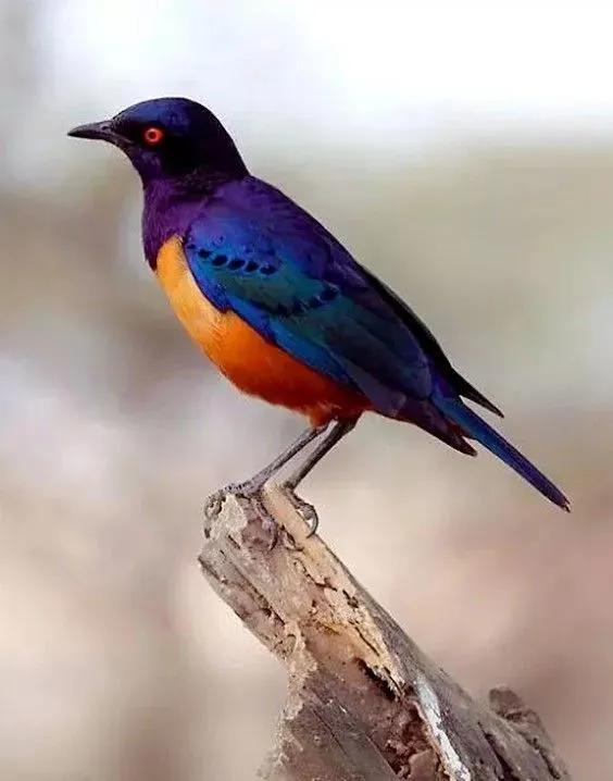 最美罕见的小鸟,全世界最罕见的小鸟