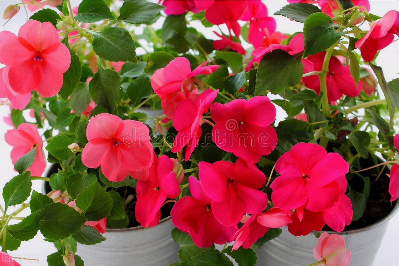 一花一世界一叶一花一菩提,春天来了一花一世界一叶一菩提