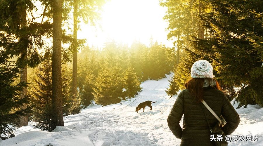 狗狗产后发烧的症状,狗狗发烧的症状和解决方法