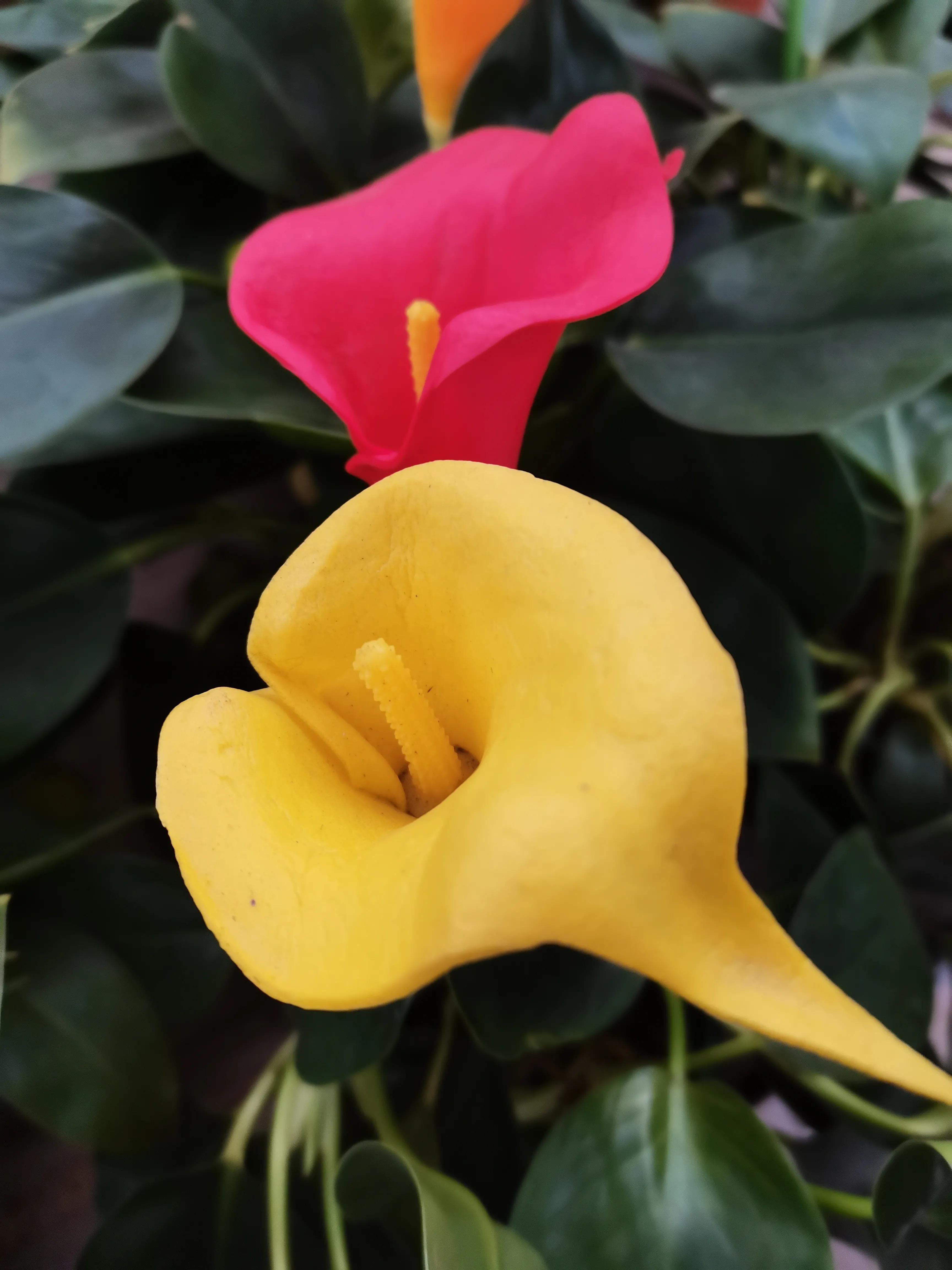 阴雨雾霾天逛月亮湾花市，郁闷不见了，心情舒朗愉悦