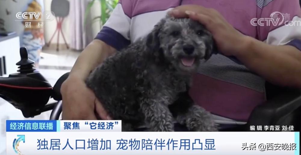 1个视频就能赚几十万元？！“它经济”火了