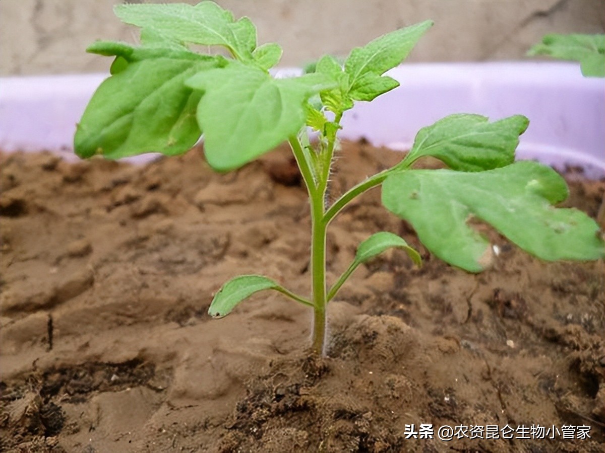 番茄溃疡病怎么治疗？种植番茄如何降低溃疡病的发生率
