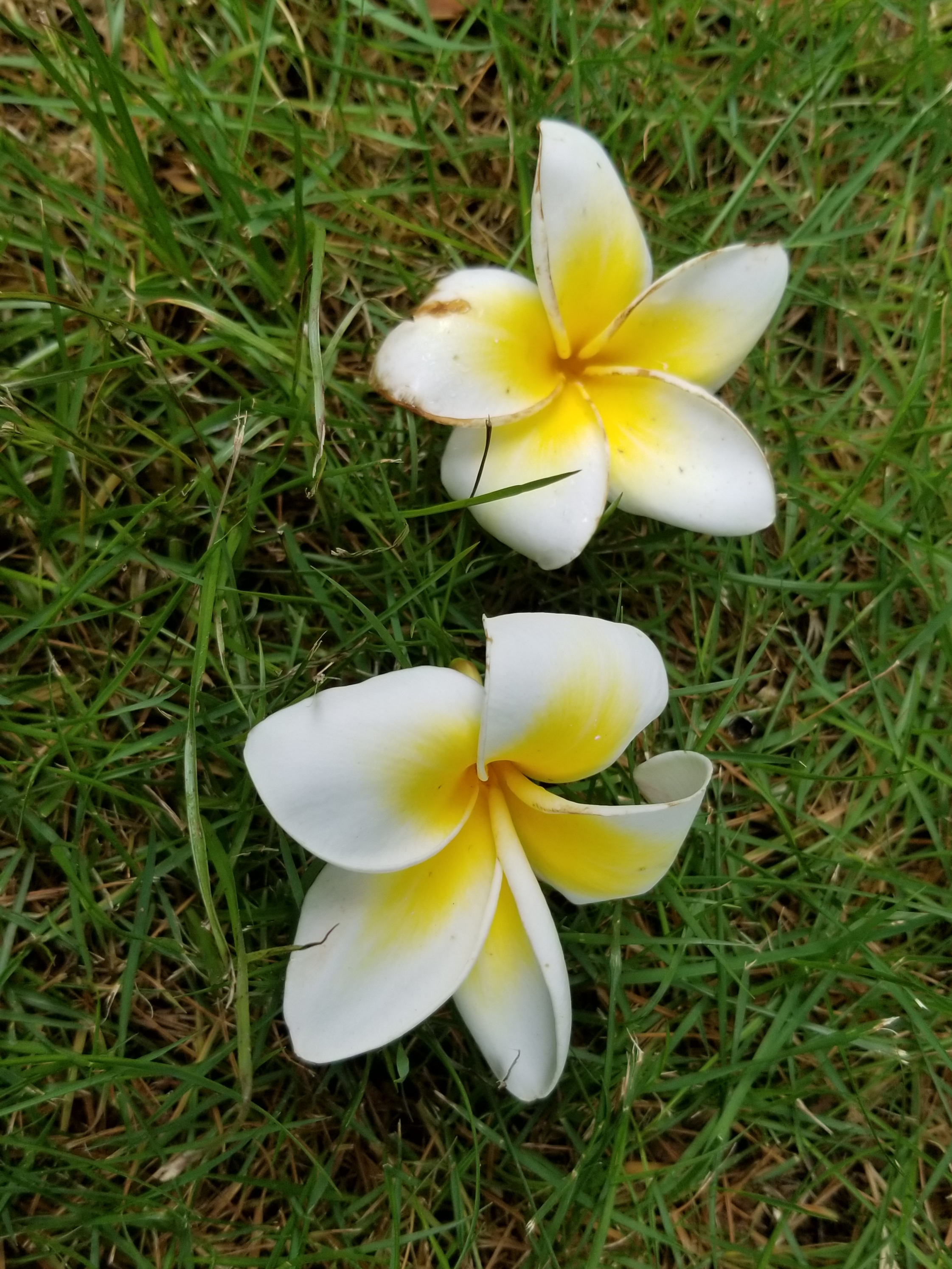 鸡蛋花是什么花,鸡蛋花是什么树长出来的