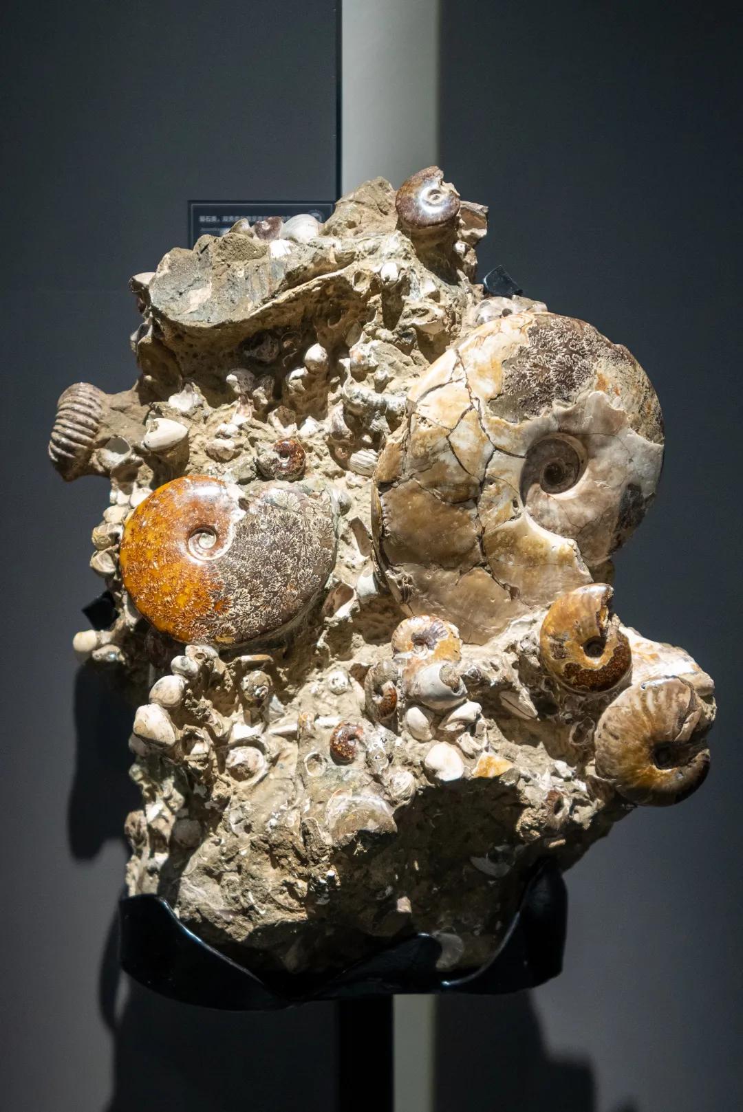 相约博物馆的感受,古生物博物馆南京