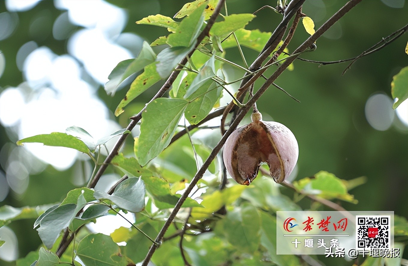 又香又甜的秋果,哪种秋果最好吃