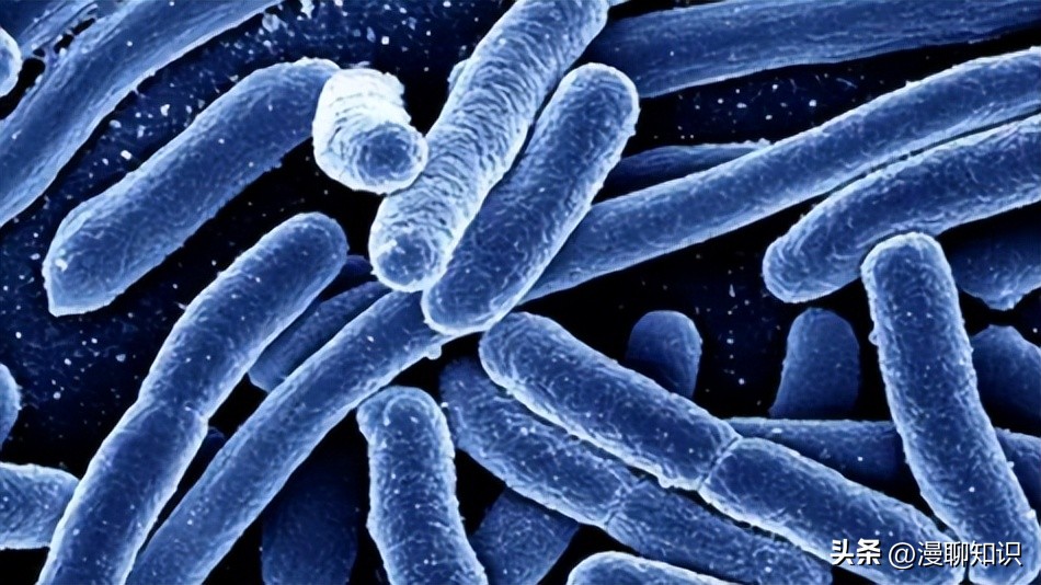 大肠杆菌的结构名称,大肠杆菌菌株基因型