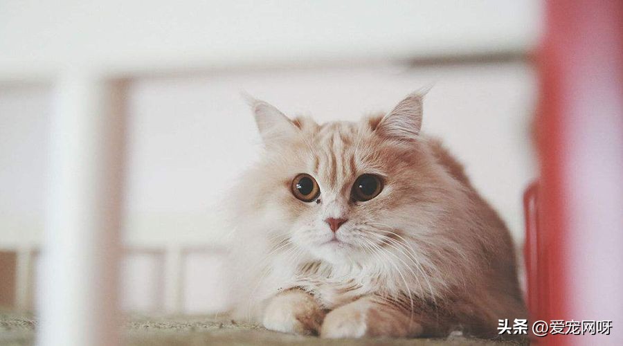 玳瑁猫咪是什么品种,猫咪品种大全及图片