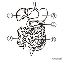 2021年江苏省苏州市初中生物结业考试