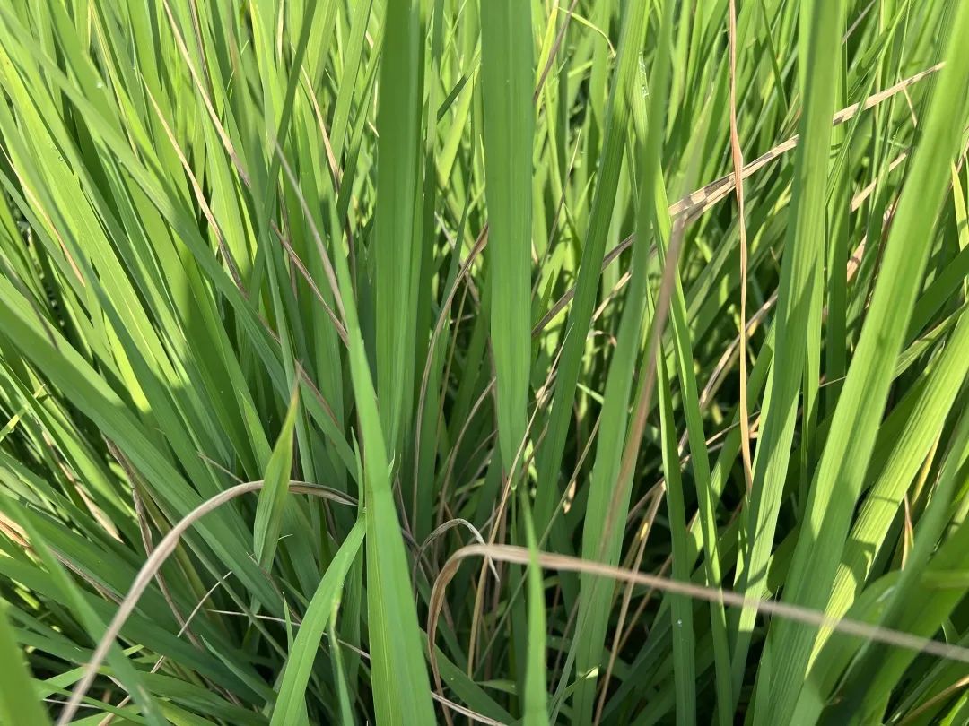 水稻二化螟的最佳防治时期,水稻二化虫害防治方法