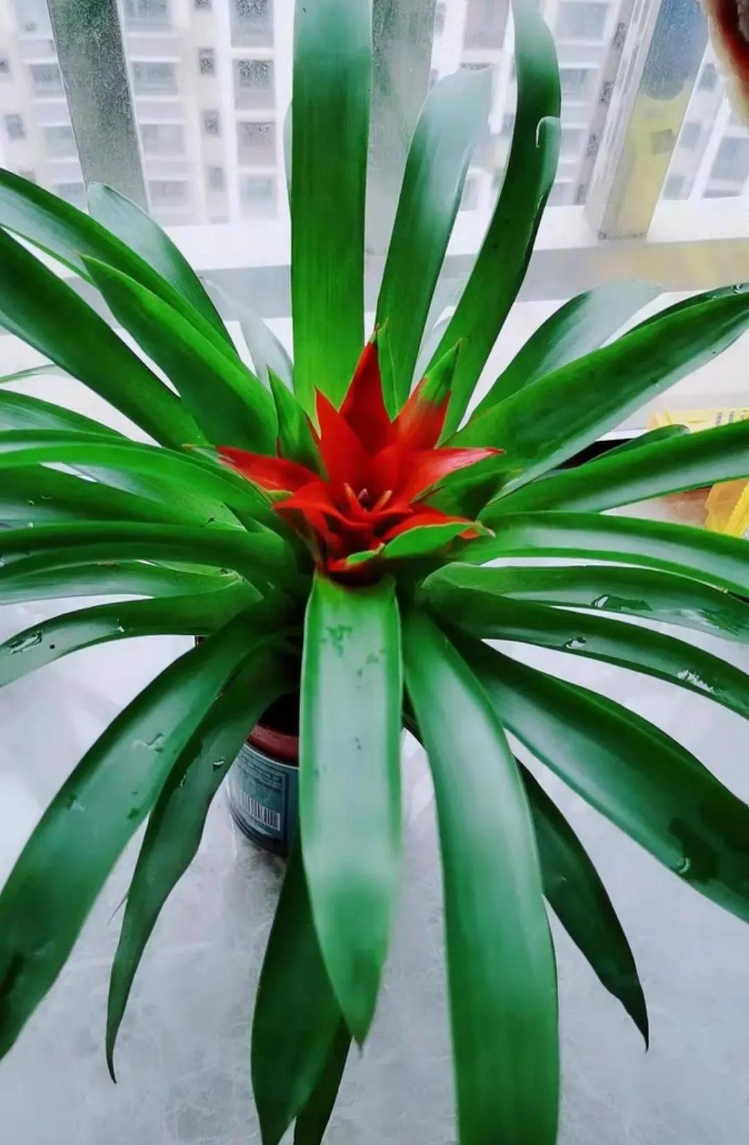 4种贵气花越养越旺家,家养3种富贵花福气好运挡不住