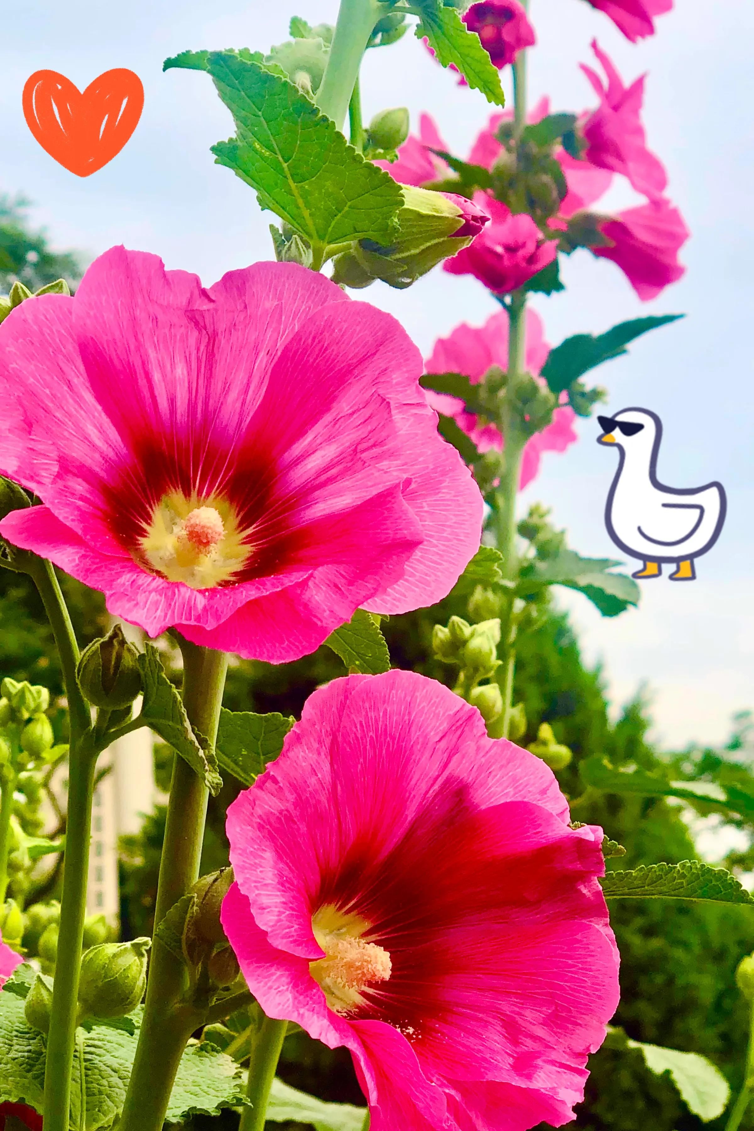 生活的极致就是化繁为简,极简是一种生活态度越简单越精致