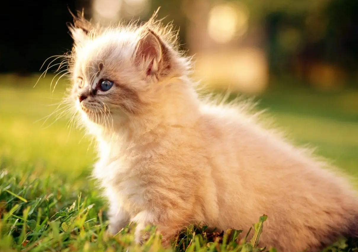 怎样把成年猫猫训得又乖又听话,为何别人家养的狗那么乖