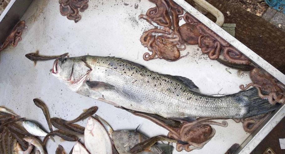 尸体药水泡海鲜，“色素”鸡蛋再现，315未曝光的菜场内幕太吓人