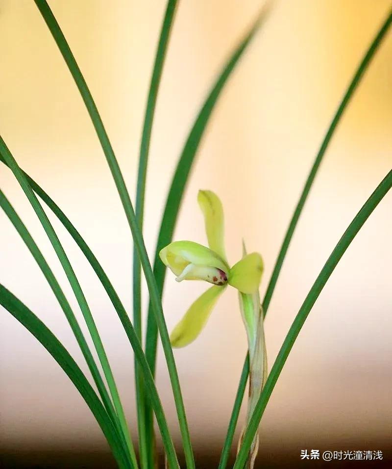 花中四君子之一兰花,兰花花草欣赏